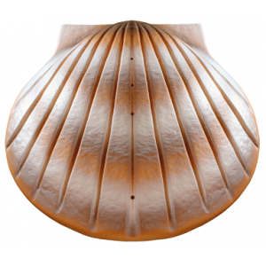 Biodegradable Cremation Ashes Urn - THE SHELL (Pearl) 
